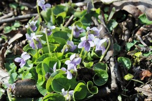 viola palustris (2) (1000 x 667)